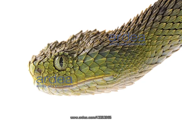 : Portrait of Bush viper (Atheris squamigera) on white : Portrait of Bush viper (Atheris squamigera) on white