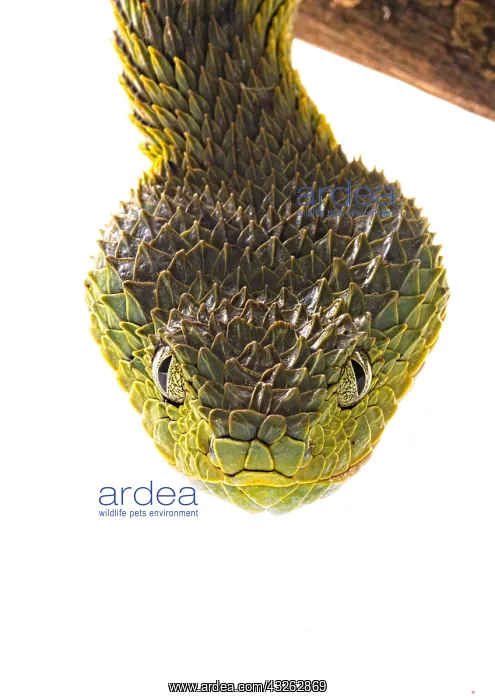  : Portrait of Bush viper (Atheris squamigera) on white