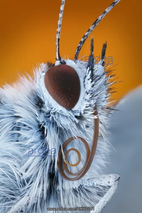 : Portrait of a butterfly (Polyommatus icarus) with sucking : Portrait of a butterfly (Polyommatus icarus) with sucking
