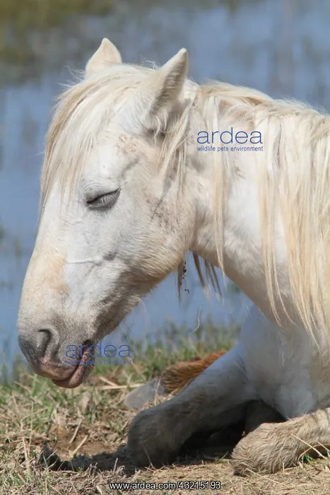 : Portrait of Camargue horse at rest : Portrait of Camargue horse at rest