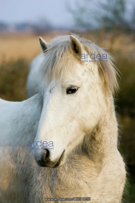 : Portrait of Camargue Horse, Saintes Marie de la : Portrait of Camargue Horse, Saintes Marie de la
