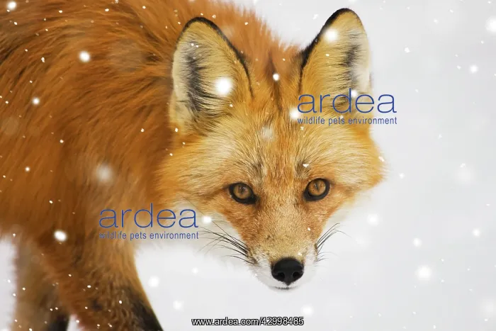 : Portrait of Canadian Red Fox (Vulpes vulpes) walking : Portrait of Canadian Red Fox (Vulpes vulpes) walking