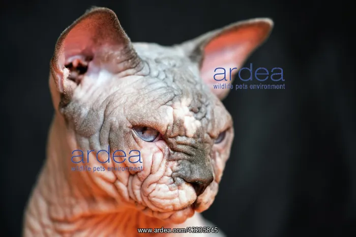 : Portrait of Canadian Sphynx cat - breed of cat known : Portrait of Canadian Sphynx cat - breed of cat known