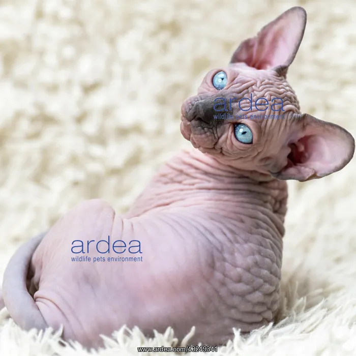  : Portrait of Canadian Sphynx Cat kitten with big