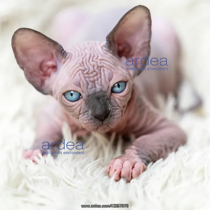 : Portrait of Canadian Sphynx Cat kitten looking at : Portrait of Canadian Sphynx Cat kitten looking at