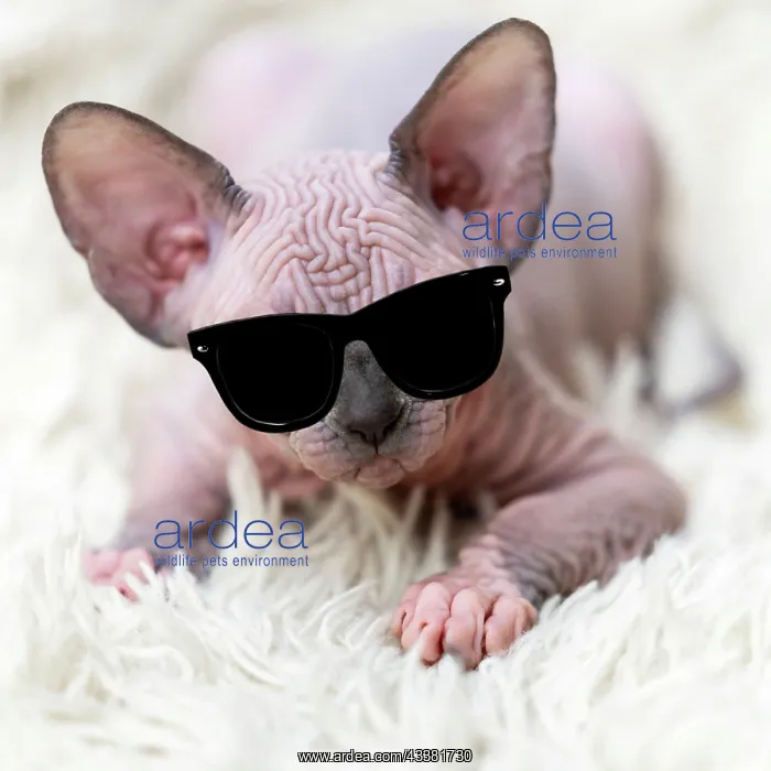 : Portrait of Canadian Sphynx Cat kitten looking at : Portrait of Canadian Sphynx Cat kitten looking at