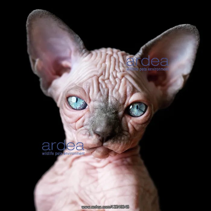 : Portrait of Canadian Sphynx kitten with big blue : Portrait of Canadian Sphynx kitten with big blue