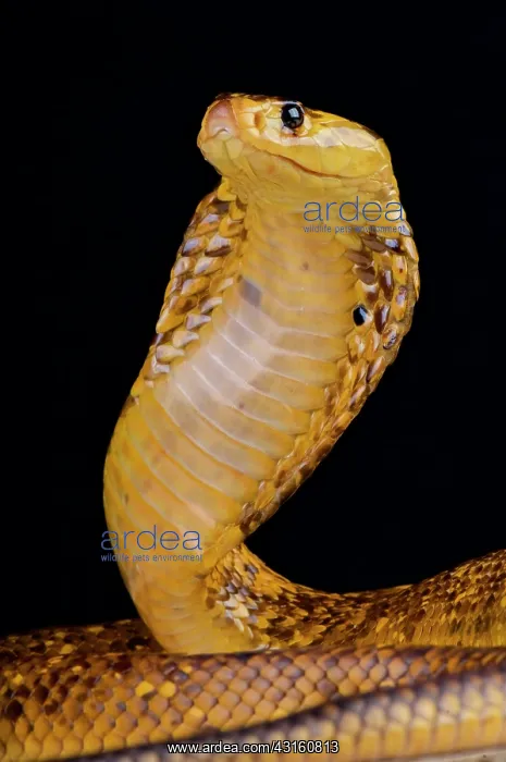 : Portrait of Cape cobra (Naja nivea) on black background : Portrait of Cape cobra (Naja nivea) on black background