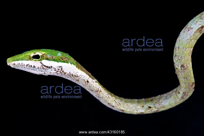 : Portrait of Cape twig snake (Thelotornis capensis) : Portrait of Cape twig snake (Thelotornis capensis)