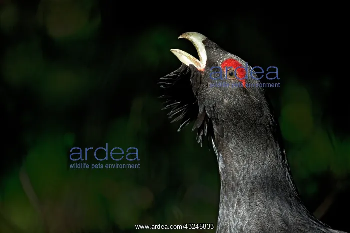 : Portrait of Capercaillie (Tetrao urogallus ) male : Portrait of Capercaillie (Tetrao urogallus ) male