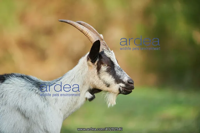 : Portrait of one (Capra aegagrus hircus), portrait : Portrait of one (Capra aegagrus hircus), portrait