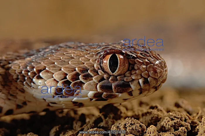 : Portrait of Carpet viper (Echis ocellatus), Africa : Portrait of Carpet viper (Echis ocellatus), Africa