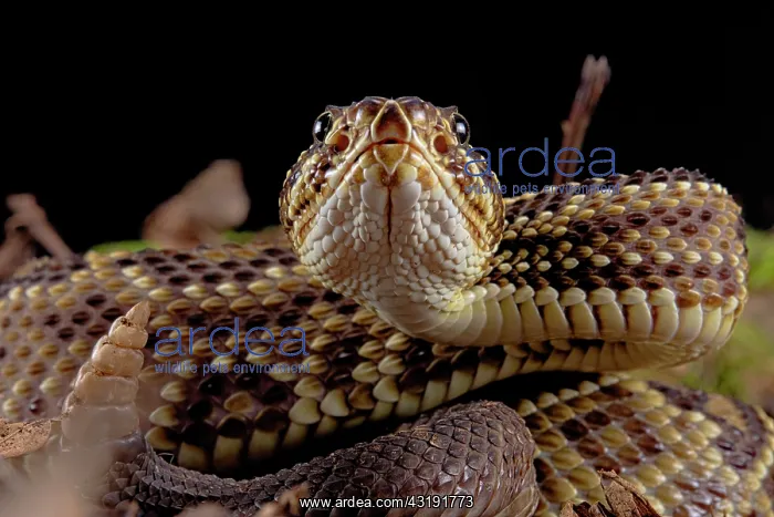 : Portrait of Cascabel Rattlesnake (Crotalus durissus : Portrait of Cascabel Rattlesnake (Crotalus durissus