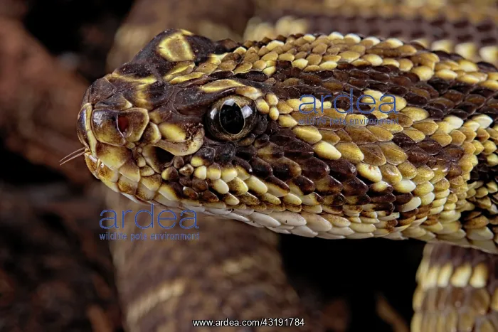 : Portrait of Cascabel Rattlesnake (Crotalus durissus : Portrait of Cascabel Rattlesnake (Crotalus durissus
