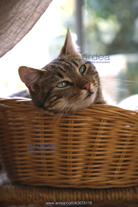  : Portrait cat in a basket