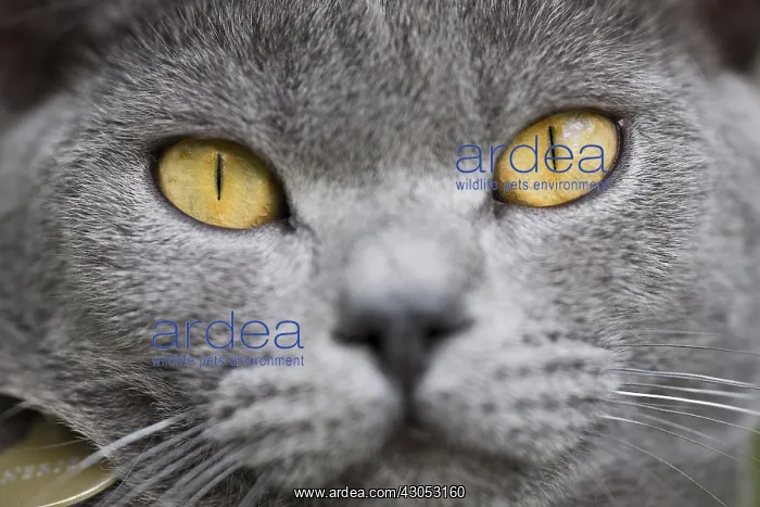 : Portrait of cat Chartreux : Portrait of cat Chartreux