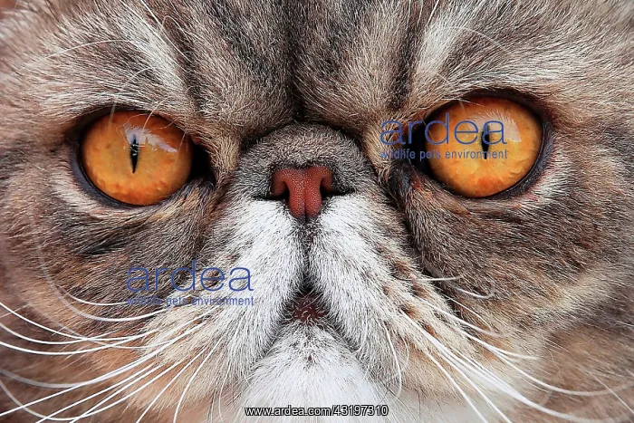 : Portrait of a cat exotic shorthair