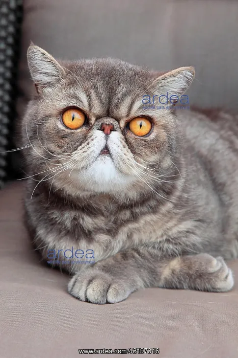 : Portrait of a cat exotic shorthair : Portrait of a cat exotic shorthair