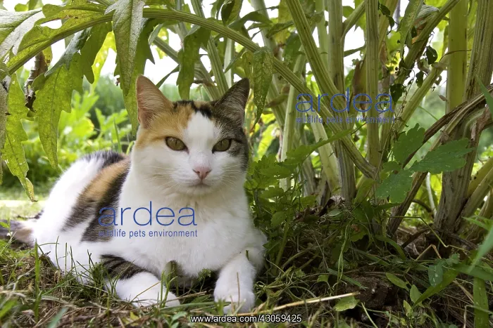 : Portrait of a Cat in a garden in Provence France : Portrait of a Cat in a garden in Provence France