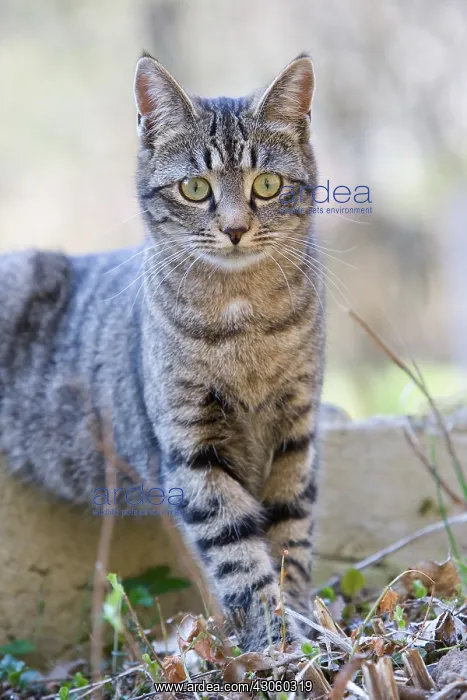 : Portrait of Cat in the leaves Alsace France : Portrait of Cat in the leaves Alsace France