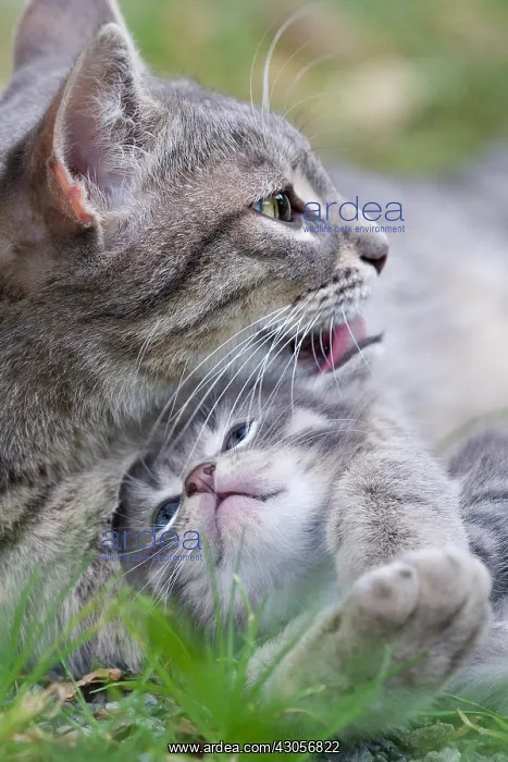: Portrait of a cat licking its kitten tabby France : Portrait of a cat licking its kitten tabby France