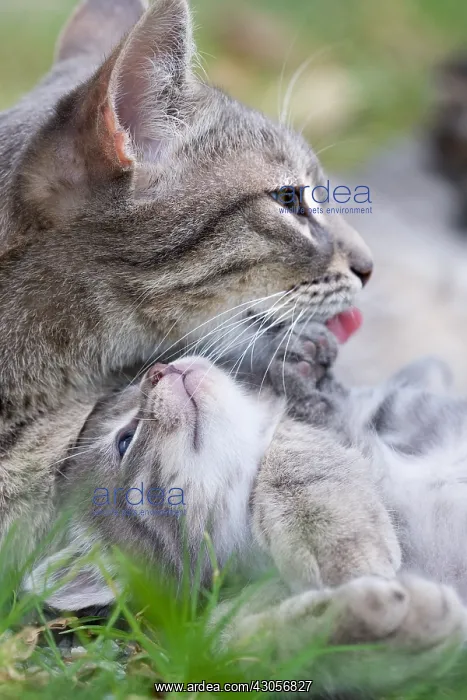: Portrait of a cat licking its kitten tabby France : Portrait of a cat licking its kitten tabby France