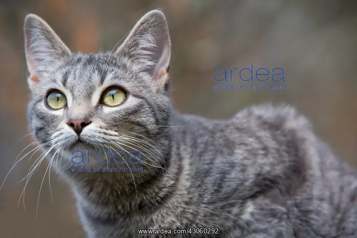 : Portrait of Cat on the lookout Alsace France : Portrait of Cat on the lookout Alsace France