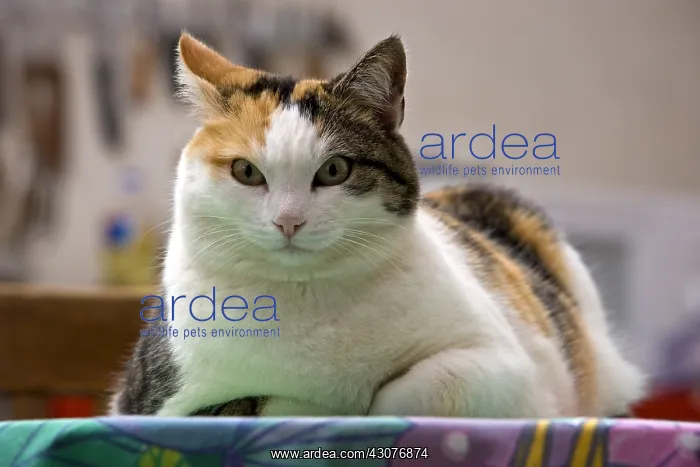 : Portrait of a Cat lying on a kitchen table France : Portrait of a Cat lying on a kitchen table France