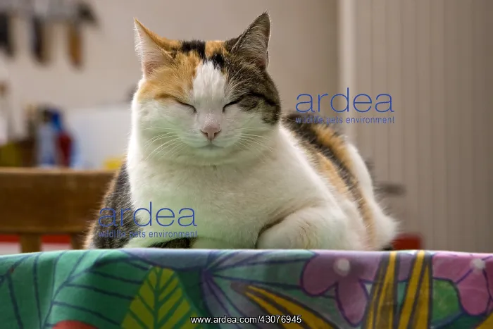 : Portrait of a Cat lying on a kitchen table France : Portrait of a Cat lying on a kitchen table France