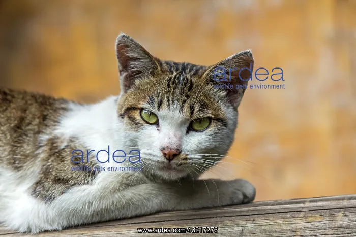 : Portrait of Cat lying - Kunming Yunnan China : Portrait of Cat lying - Kunming Yunnan China