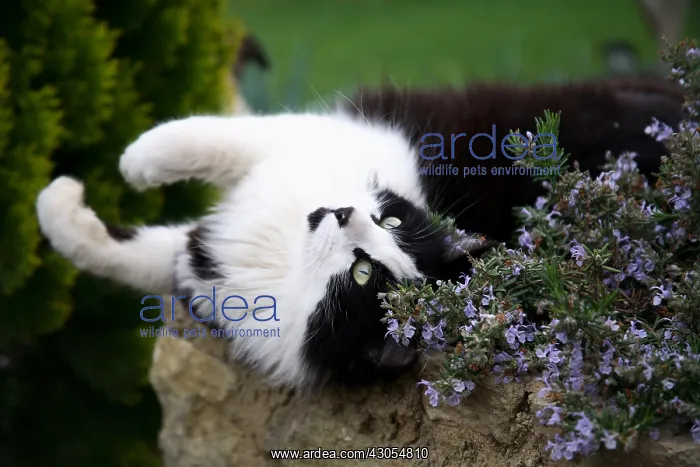 : Portrait of a Cat lying near a Rosemary in bloom : Portrait of a Cat lying near a Rosemary in bloom