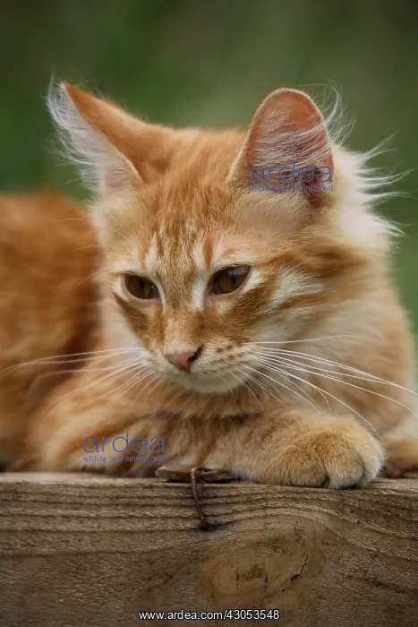 : Portrait of a Cat lying on a wooden box : Portrait of a Cat lying on a wooden box