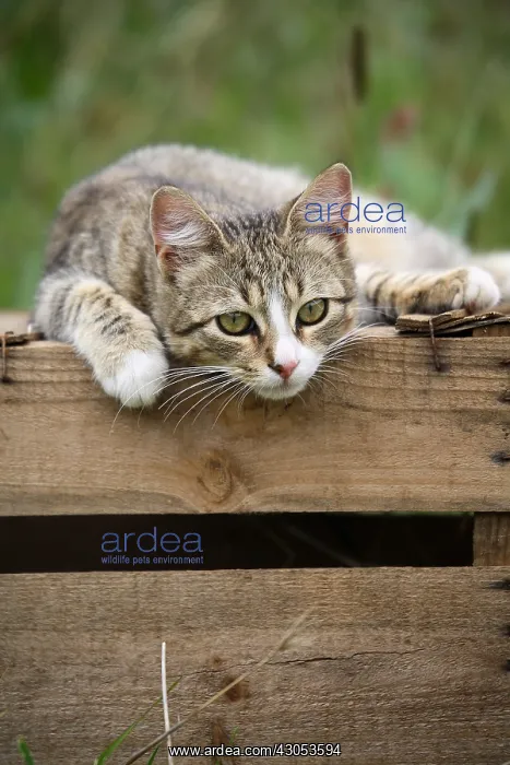 : Portrait of a Cat lying on a wooden box : Portrait of a Cat lying on a wooden box