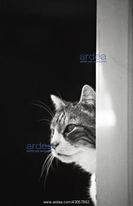: Portrait cat Refuge of Beauregard France : Portrait cat Refuge of Beauregard France