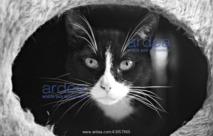 : Portrait cat Refuge of Beauregard France : Portrait cat Refuge of Beauregard France