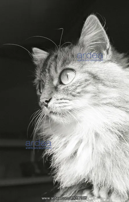 : Portrait cat Refuge of Beauregard France : Portrait cat Refuge of Beauregard France
