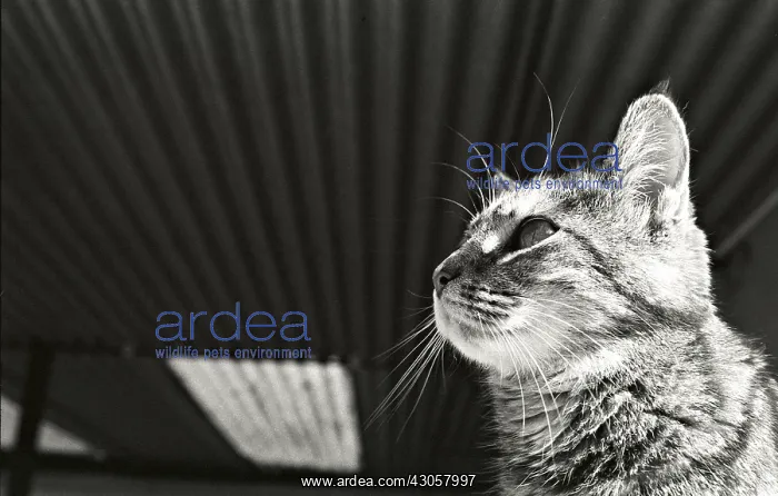 : Portrait cat Refuge of Beauregard France : Portrait cat Refuge of Beauregard France