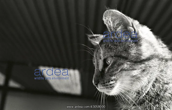 : Portrait cat Refuge of Beauregard France : Portrait cat Refuge of Beauregard France