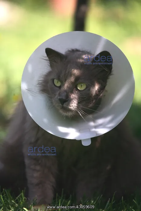  : Portrait of a cat with a ruffle after an operation