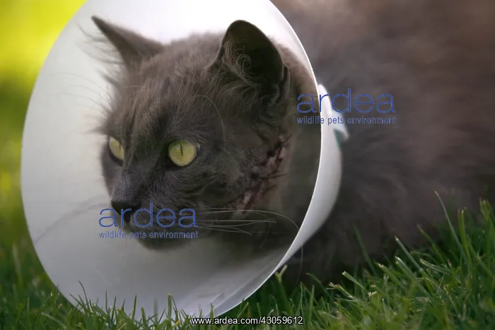 : Portrait of a cat with a ruffle after an operation : Portrait of a cat with a ruffle after an operation
