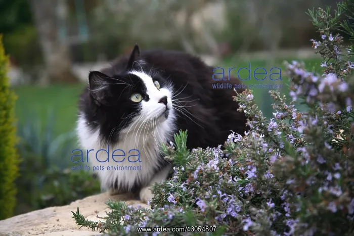 : Portrait of a Cat sitting near a Rosemary in bloom : Portrait of a Cat sitting near a Rosemary in bloom