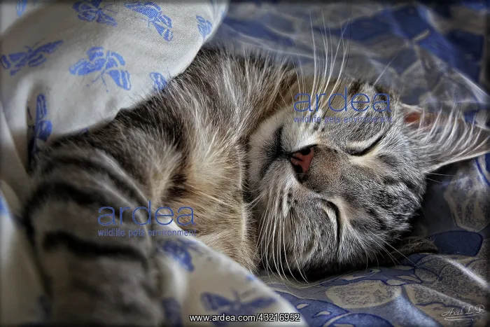 : Portrait of cat sleeping on bed : Portrait of cat sleeping on bed