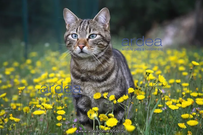: Portrait of a Cat standing in a field of dandelions France : Portrait of a Cat standing in a field of dandelions France