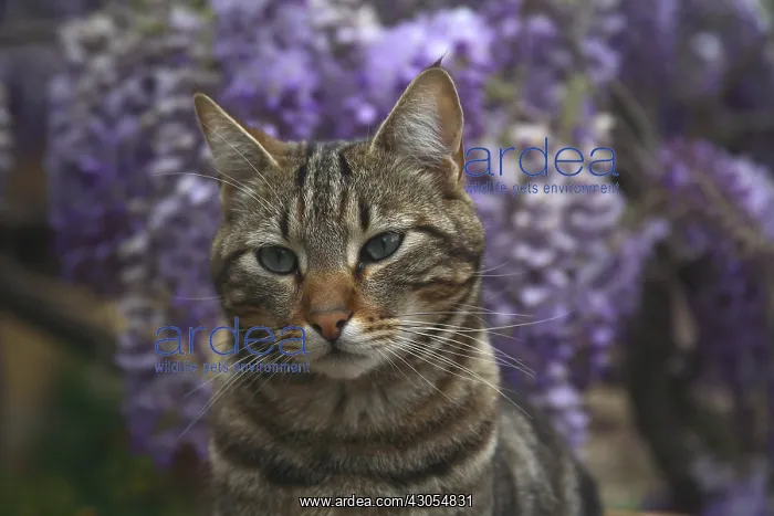 : Portrait of a Cat before a Wisteria in bloom : Portrait of a Cat before a Wisteria in bloom