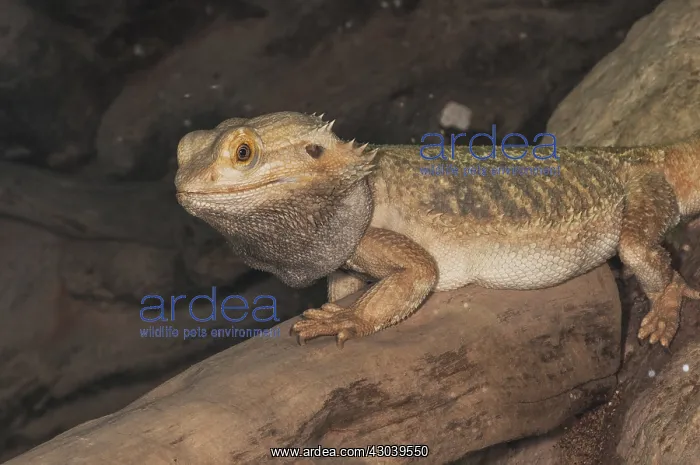 : Portrait of central bearded dragon (Pogona vitticeps) : Portrait of central bearded dragon (Pogona vitticeps)