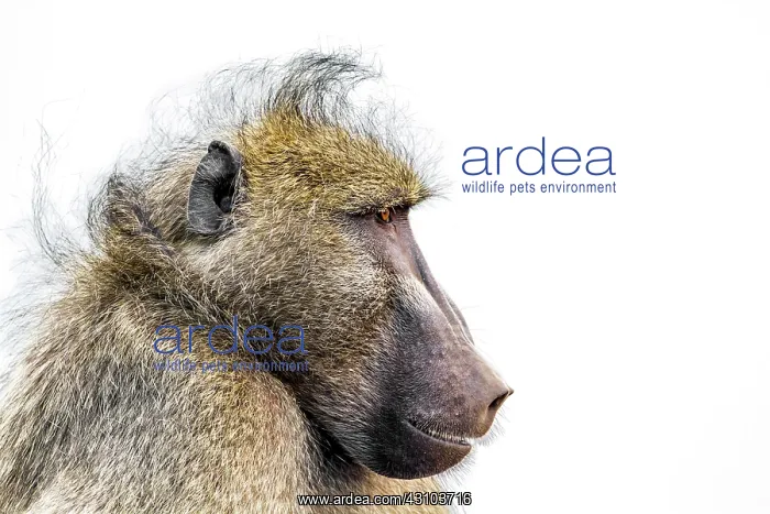 : Portrait of Chacma baboon (Papio ursinus), Kruger : Portrait of Chacma baboon (Papio ursinus), Kruger