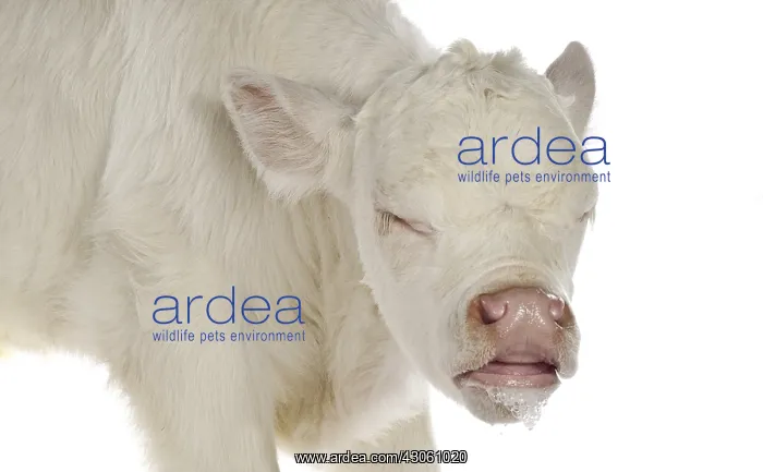 : Portrait of a Charolais calf caughing on white background : Portrait of a Charolais calf caughing on white background