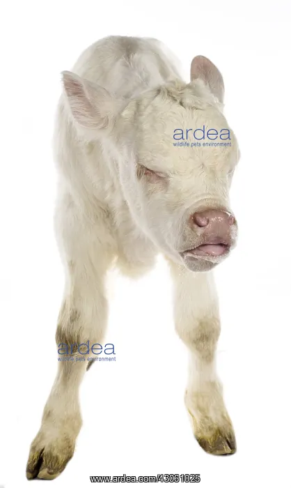 : Portrait of a Charolais calf caughing on white background : Portrait of a Charolais calf caughing on white background