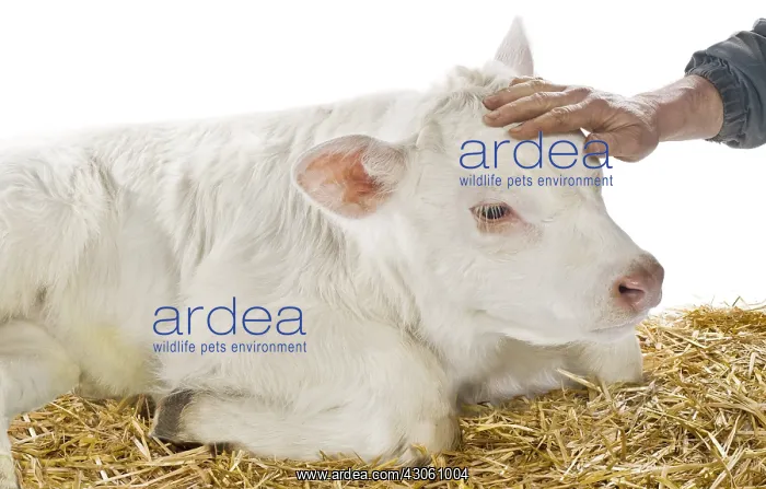 : Portrait of a Charolais calf lying in the straw : Portrait of a Charolais calf lying in the straw