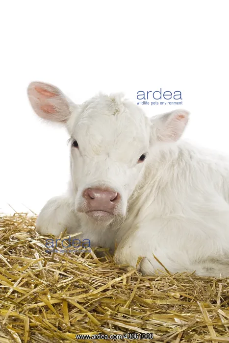 : Portrait of a Charolais calf lying in the straw : Portrait of a Charolais calf lying in the straw